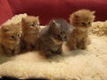 PERSERKATZEN-BABIES 2007 29084465