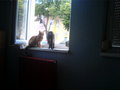 meine 2 süßen Katzen 10337950
