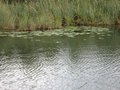 Fischen am Kleinsee (Aug 2007) 27918729