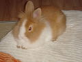 Unser klana Hase Simba 43643728