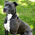 Pitt Bull 31976167