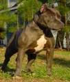 Pitt Bull 31976492