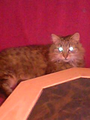 Tiere 11873079