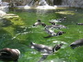 Tiergarten Schönbrunn 18643370