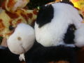 Raffi und Panda - Freunde fürs Leben 65322653