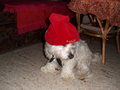 my dog-SNOOPY 15450341