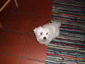 my dog-SNOOPY 15450360