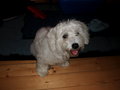 my dog-SNOOPY 15451357