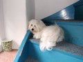 my dog-SNOOPY 15451370