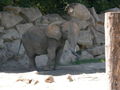 Schönbrunn Tiergarten 40849109