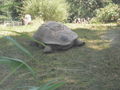 Schönbrunn Tiergarten 40849457