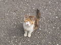 In Andenken an unsere kleine Katze 67137800