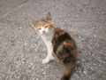 In Andenken an unsere kleine Katze 67138152