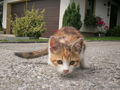 In Andenken an unsere kleine Katze 67138392