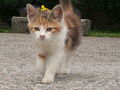 In Andenken an unsere kleine Katze 67138923