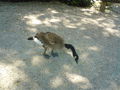 Tierpark Haag 1.6.08 39004409