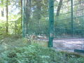 Tierpark Haag 1.6.08 39004427