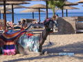 Urlaub Hurghada 66901216