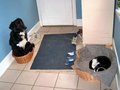 Cats and other pets 20043952