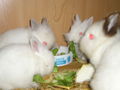 Meine Kaninchen 66360750