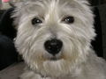  unser kleiner Hund " BILLY" 50503863