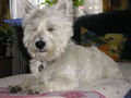 unser kleiner Hund " BILLY" 50503891