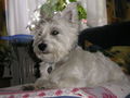  unser kleiner Hund " BILLY" 50503933