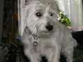  unser kleiner Hund " BILLY" 50504006