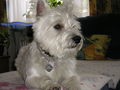  unser kleiner Hund " BILLY" 50504077