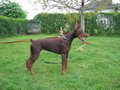 Dobermann 11515711