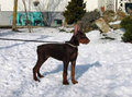 Dobermann 11515718