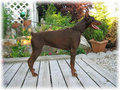 Dobermann 11515719