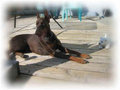 Dobermann 11515726