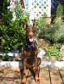 Dobermann 11515728