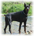 Dobermann 11515895