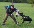 Dobermann 11515900