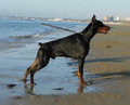 Dobermann 11515902