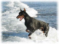 Dobermann 11515907