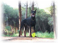 Dobermann 11515908