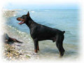 Dobermann 11515910