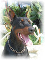 Dobermann 11515911