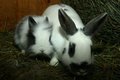 Meine Bunny's 15263817
