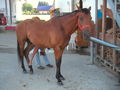 romeo mein neues pferd 44193786