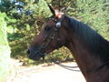 romeo mein neues pferd 44193873