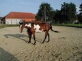 Pferde in dem Reitstoi wo i reit!!! 17309219