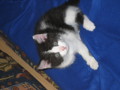 Meine Katze "Rocky" 33194076