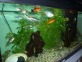 Mein Aquarium !!!!! 59162755