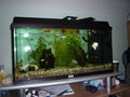 Mein Aquarium !!!!! 59163136