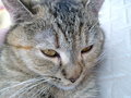 Jacky the Cat 21426853