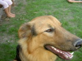 mei Hund 34771885